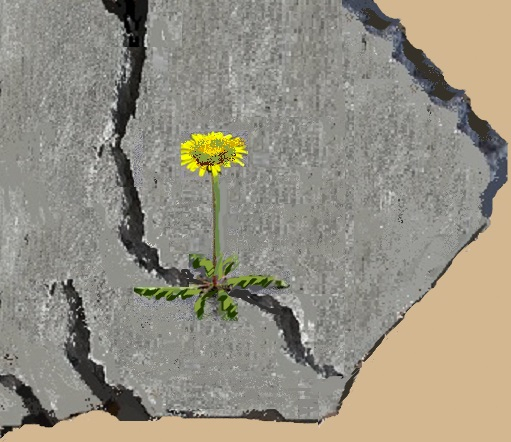 Picture of dandelion emerging from a crack in the pavement next to a dry river.